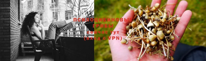 Псилоцибиновые грибы GOLDEN TEACHER  Адыгейск 